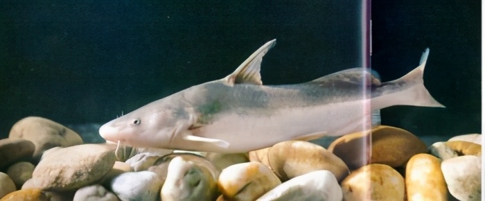 137切尾鮠鮠科leiocassis truncatus regan▼138白边鮠鮠科leiocassis