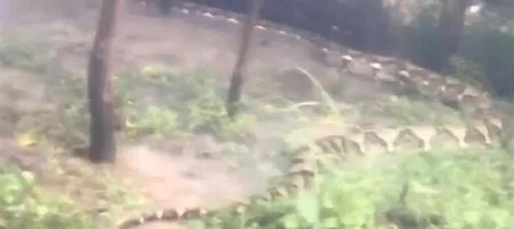 东南亚地区发现9米巨蟒，世界上最大的蛇有多长？人被吞下怎么办