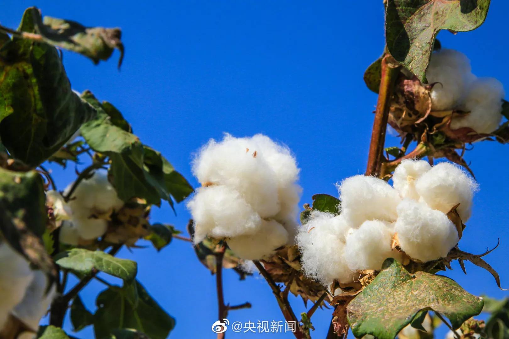 The cotton with snow-white Xinjiang
