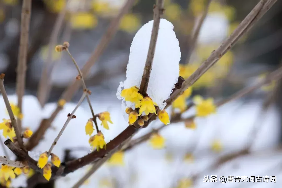 冬日可爱，怎能不爱，十首唐诗带你感受绝美冬日-第4张图片-诗句网