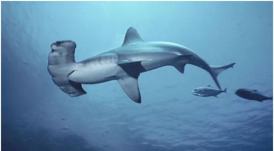 世界鲨鱼种类 凶猛排行 世界上有多少种鲨鱼图片 东煤网