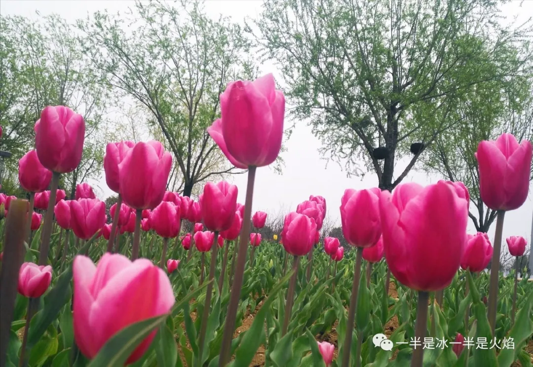 散文诗:春天,是一种魔法-第2张图片-非凡网 散文诗:春天,是一种魔法-第2张图片-非凡网