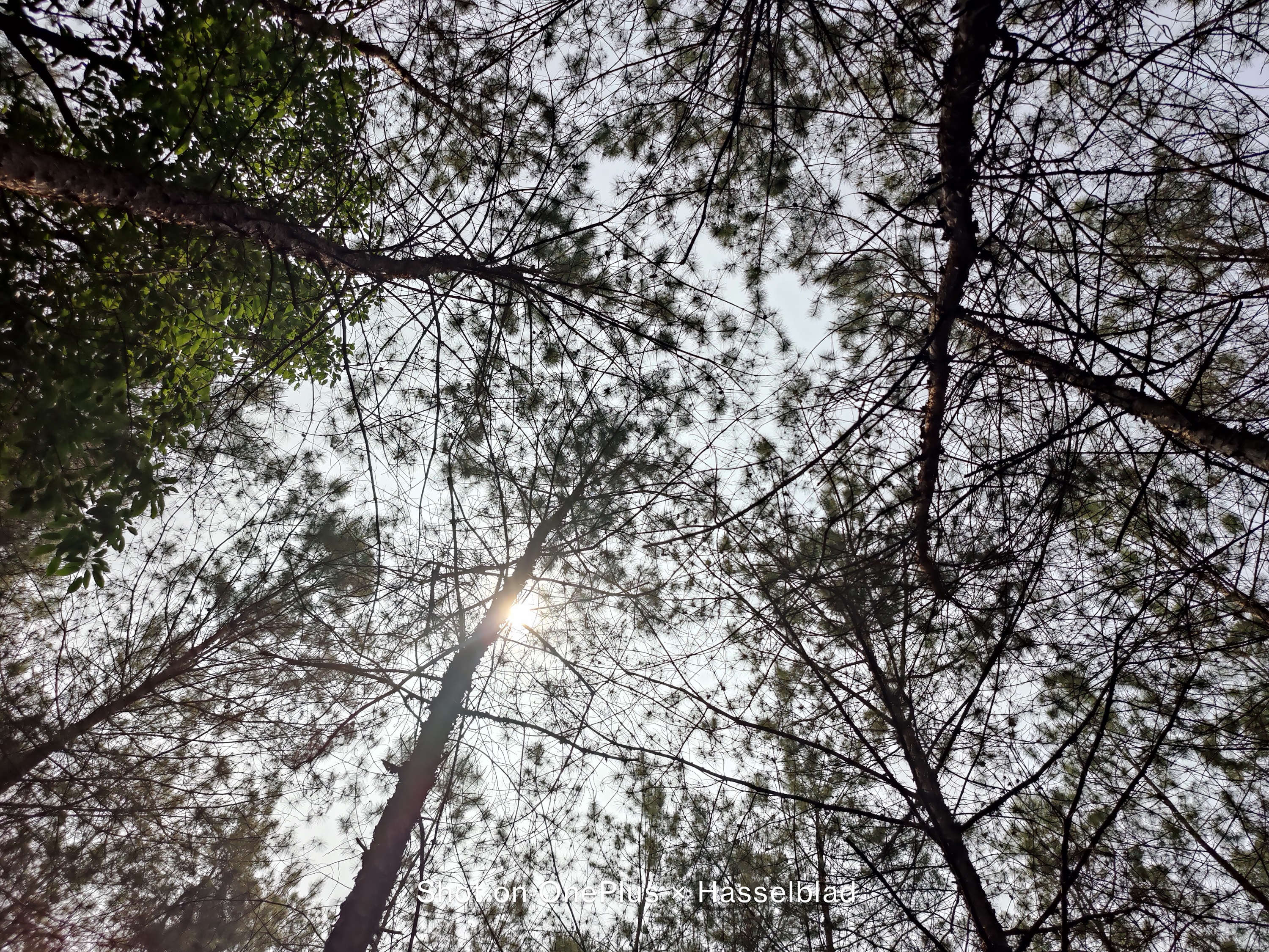 迟来的惊喜：“影像机皇”一加9，半月体验实测报告