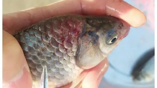 鲫鱼出血型暴发性鱼病鲫鱼暴发性出血病的治疗鲫鱼鳃出血大红鳃病以及