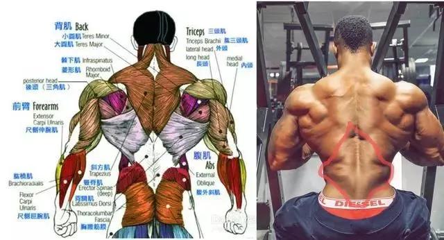 Before you develop a Christmas tree-like back muscle shape, you must ...