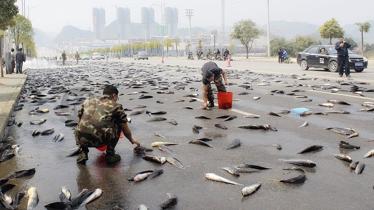 野塘里的魚(yú)是怎么來(lái)的？“萬(wàn)年魚(yú)籽”是真是假？很多人都不知道