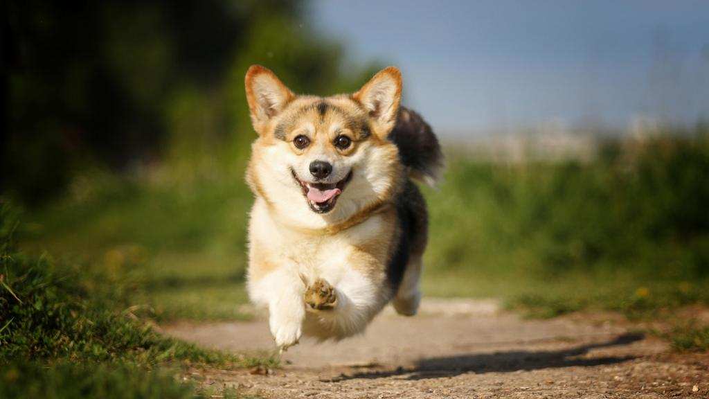 犬类交配时为什么很难分开 特殊生理构造延长了他们的交配时间 资讯咖