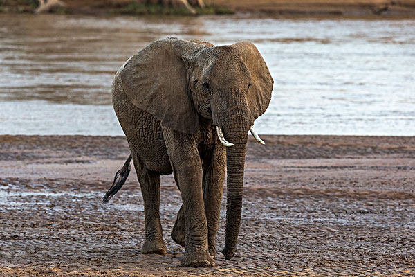 The fifth leg of an African elephant, 1.8 meters long - iNEWS