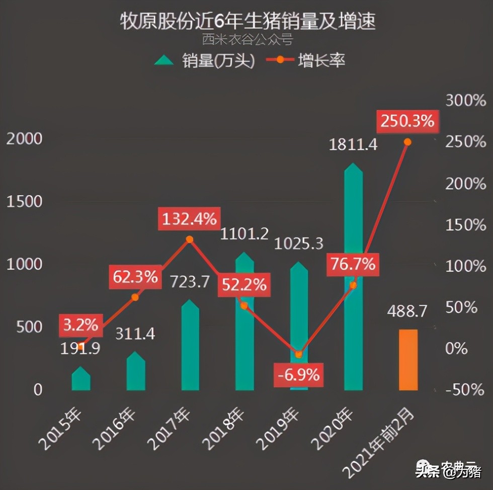 头部猪企1-2月全线放量，牧原股份销量暴增250%