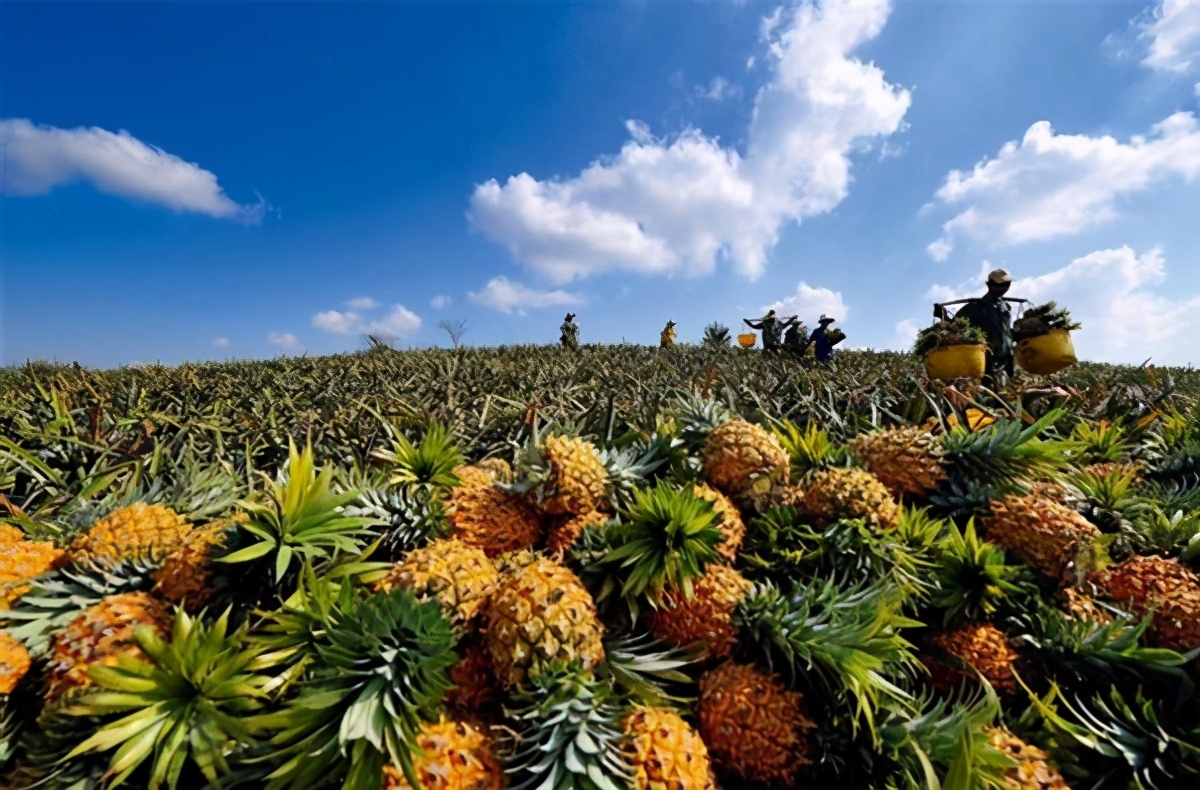 禁止台灣菠蘿導致國內菠蘿漲價？ 原因並非如此