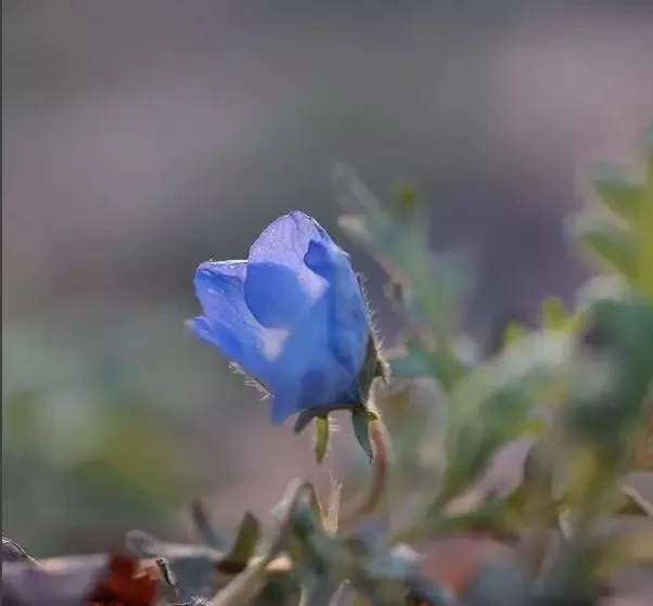 160種· 奇花異草，絕對有你沒見過的！ 「下部分」