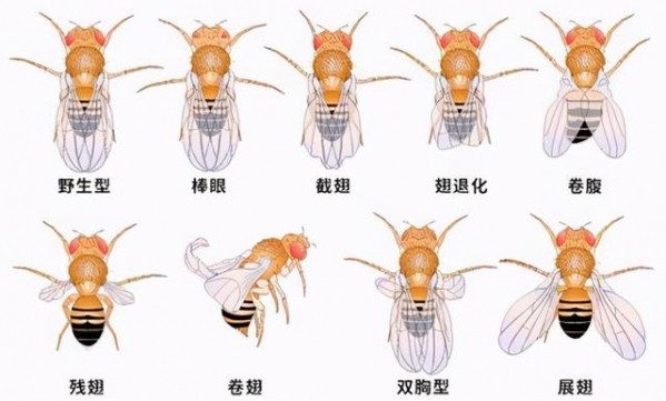 青岛截获美国神秘包裹，竟发现大量黑腹果蝇，入境后果不堪设想