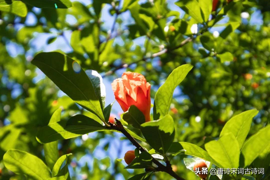 榴花红红映夏日-第3张图片-诗句网