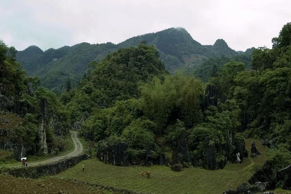 筠连黄牛：富氧富硒富饶地 好山好水好筠牛