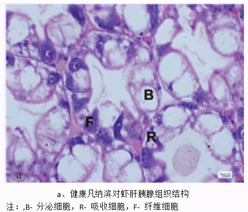 解析對蝦“白便”的防與治：斷腸空腸，漂浮著白色線狀黏性糞便