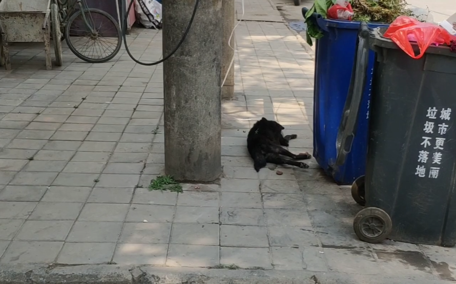 安徽：生病老狗拴着绳子，被遗弃路旁，狗狗只能无助躺在垃圾箱旁