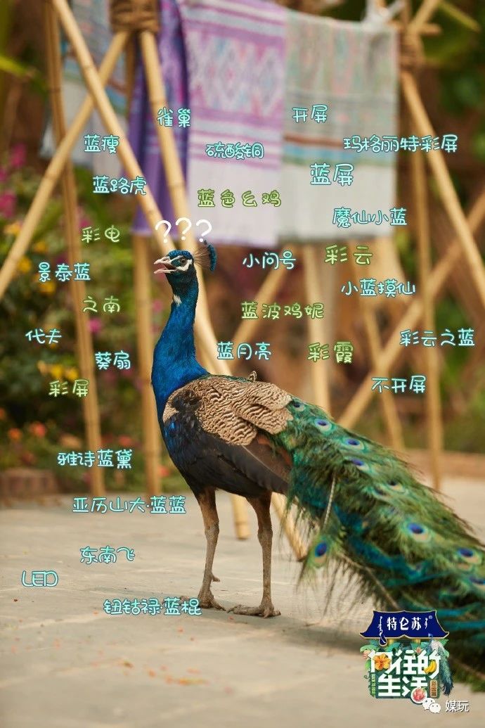 《向往的生活4》增加一只宠物！他们是怎样把狗鸭牛羊带出道的？