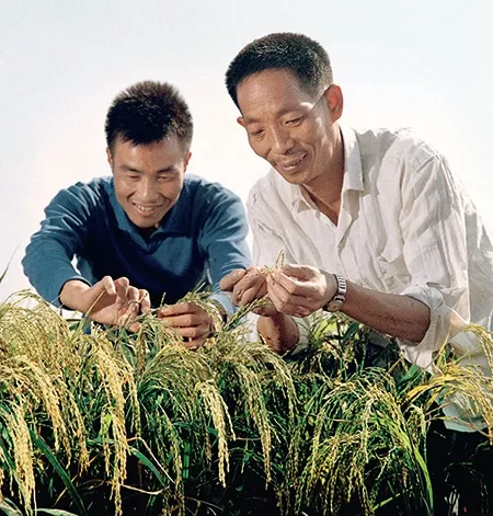 91岁袁隆平去世，5分钟回顾“杂交水稻之父”的一生-第13张图片-大千世界