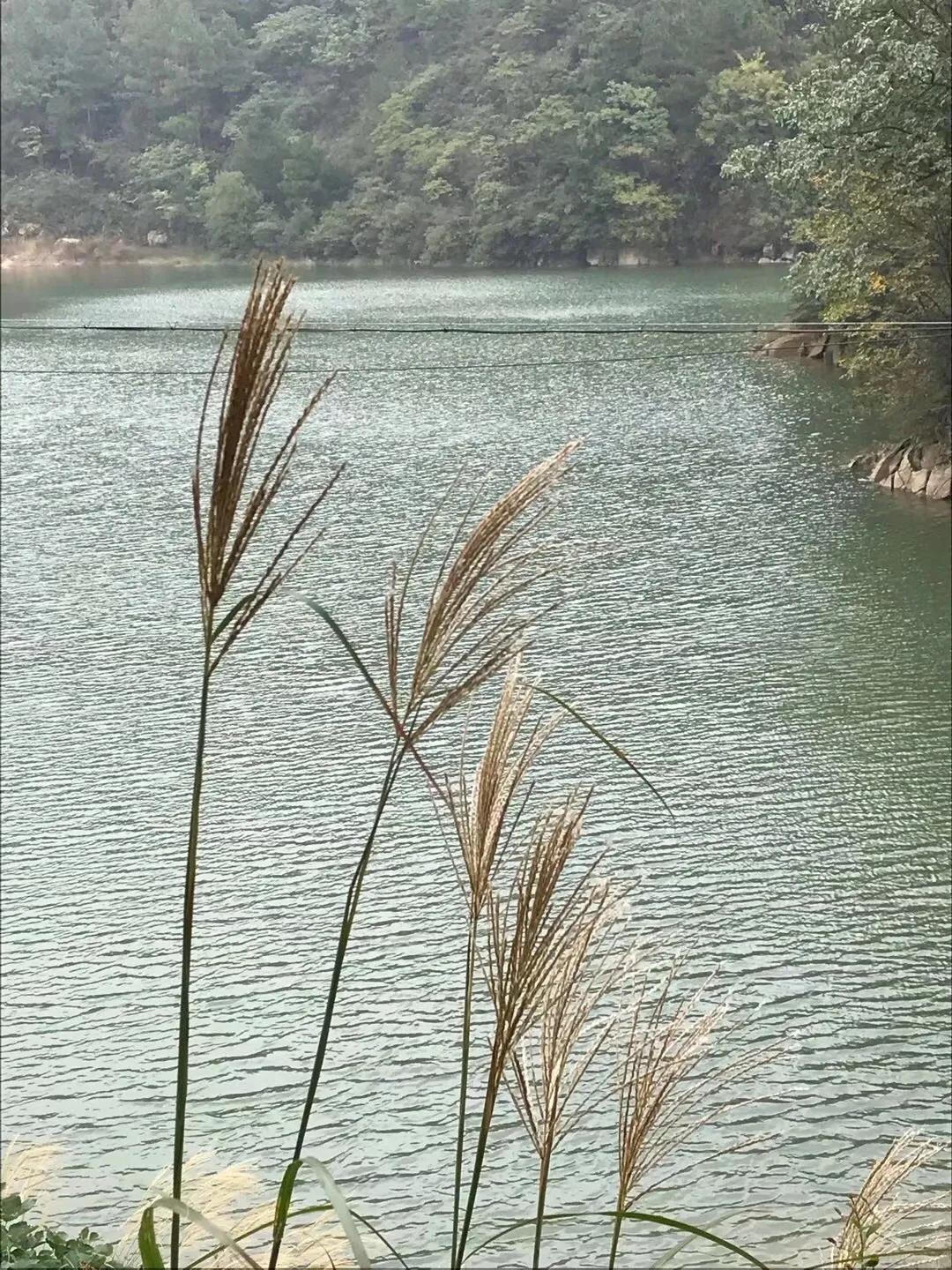 巜虞美人 听雨 中看成年人的孤独 头条汇