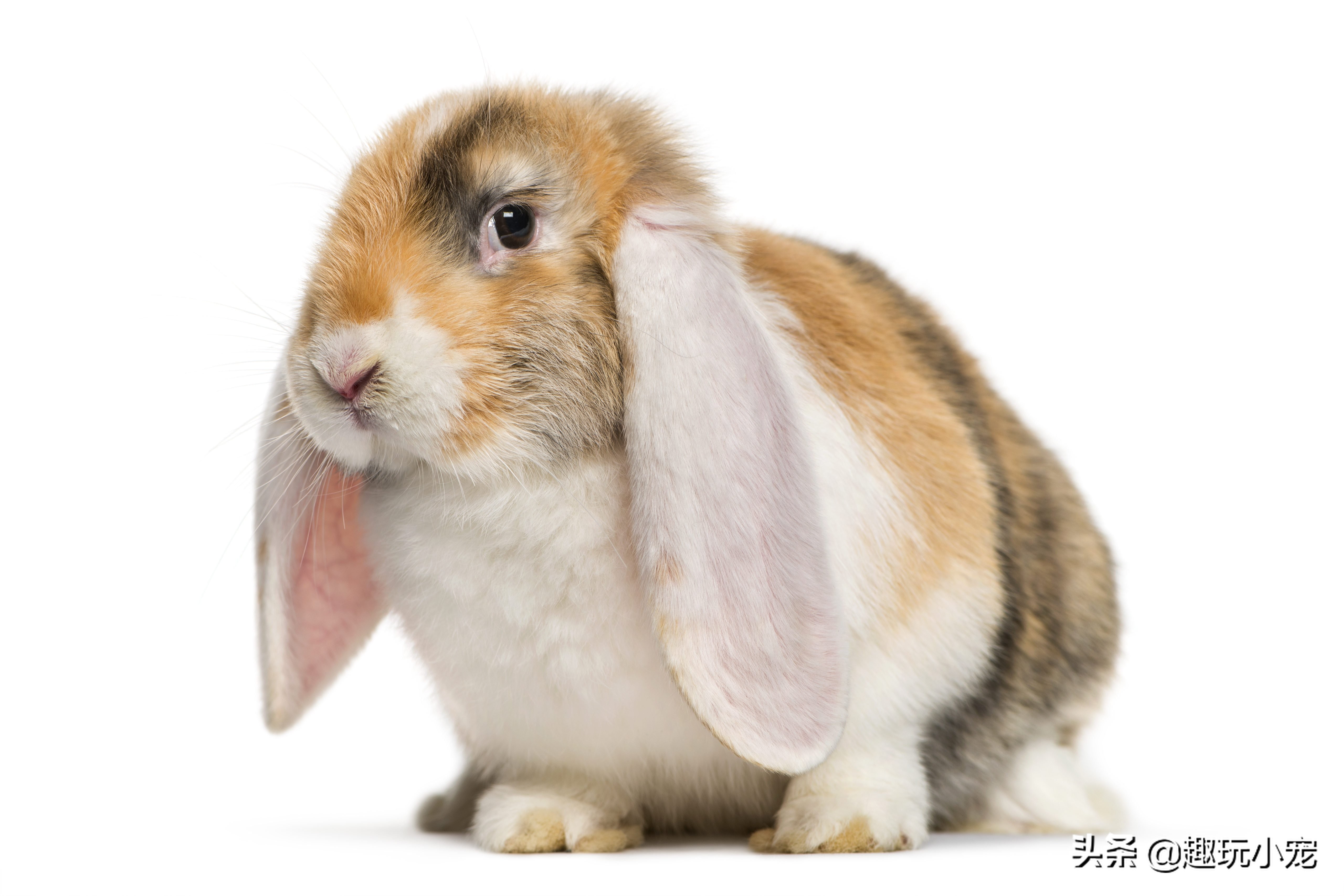 垂耳兔颜色排行稀有图片