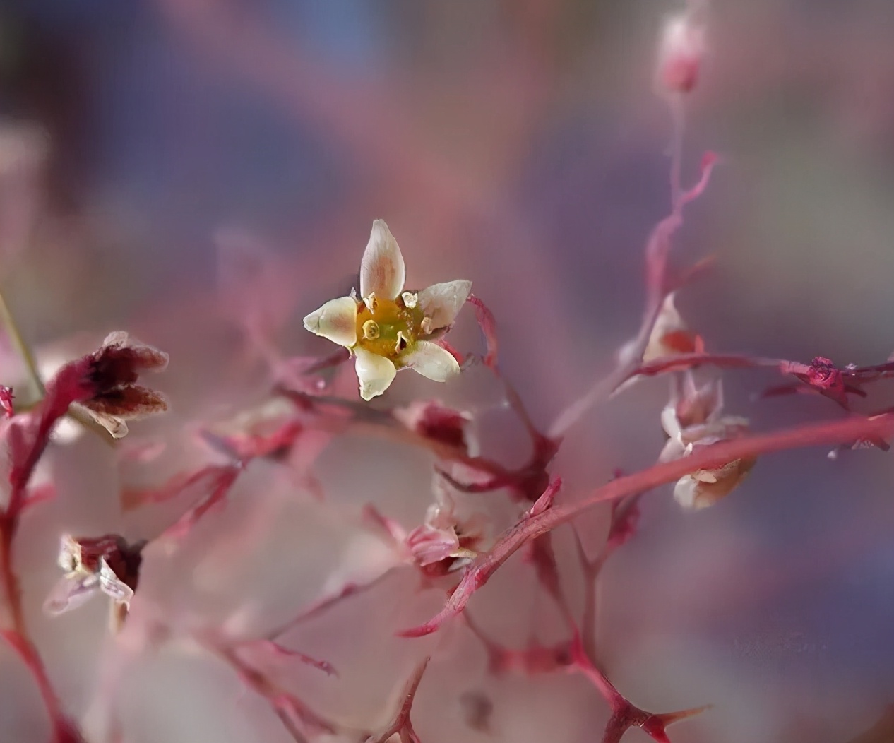 In autumn, Hongye is not a maple leaf?  Sumac, a fairy-like autumn leaf tree species