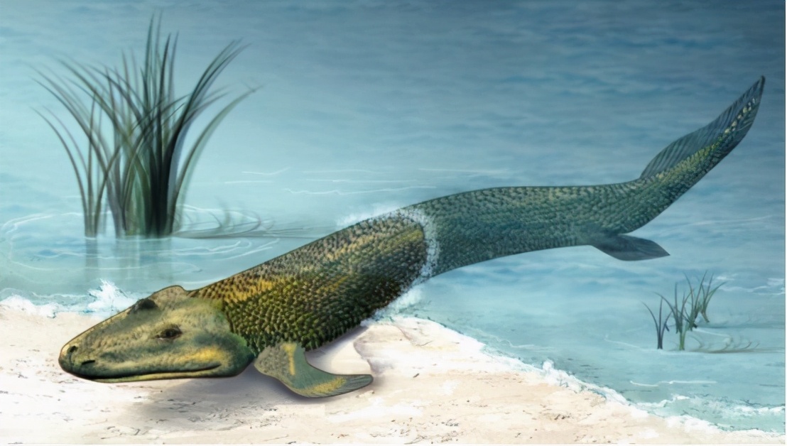 1000万年腔棘鱼多可怕？能盗取其他生物DNA，多种生物遭殃