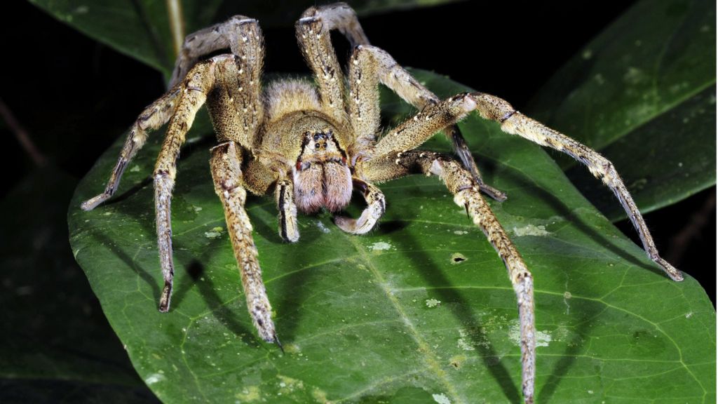 盤點10種毒性最強的蜘蛛 黑寡婦比眼鏡蛇還毒 15分鐘內讓人斃命 資訊咖
