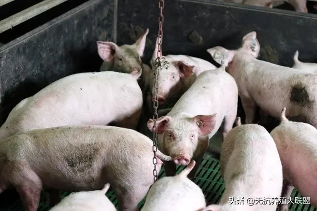 全国的生猪价格并没有出现多大上涨，全国“一