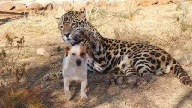 担心豹子孤单，主人找了个狗狗陪它玩耍，没想相处的画面很滑稽