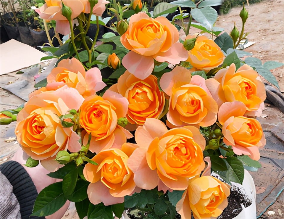 The "most expensive" rose flower, with large flowers, bright colors and