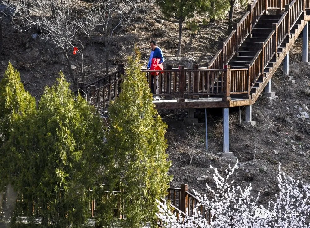 打卡咱北京的居庸关花海栈道我被美哭了