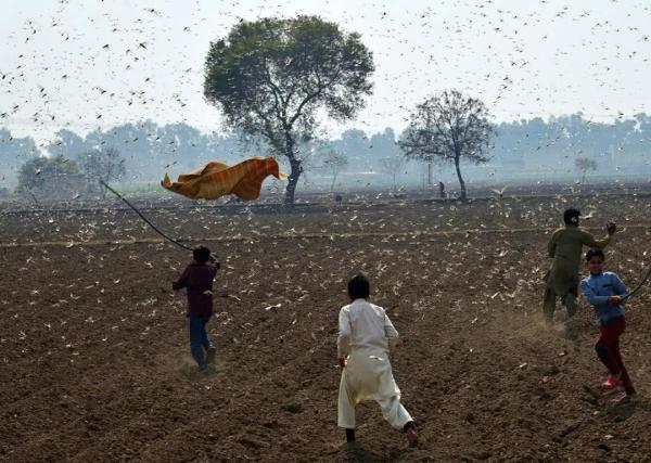 蝗灾疫情还在肆虐，印度又遭遇一场灾难，印官