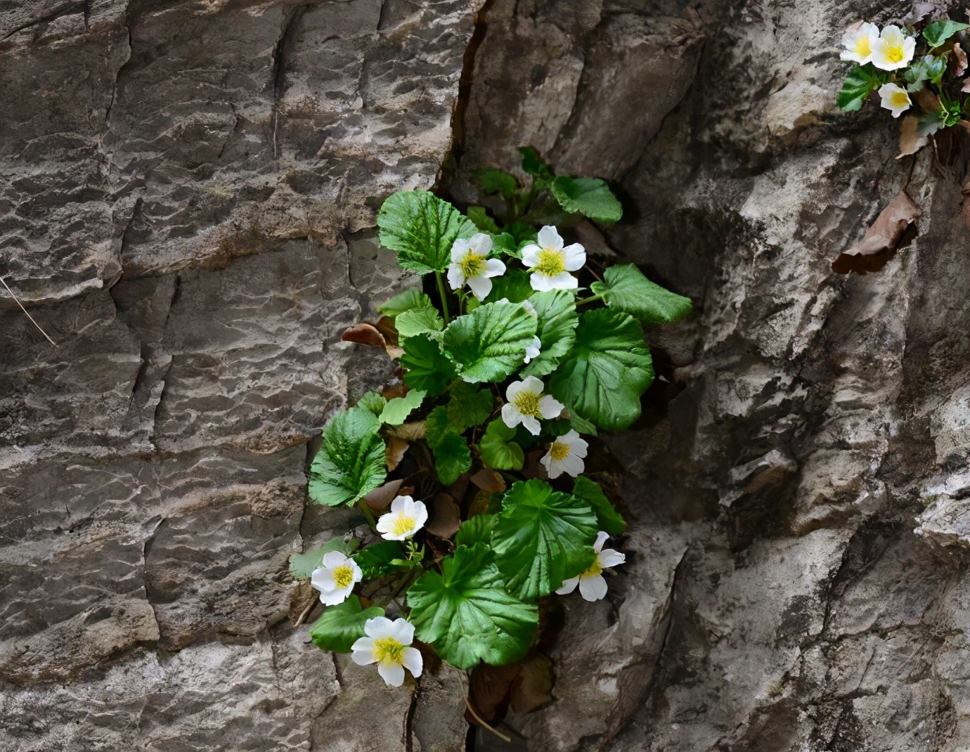 全球獨有的“絕壁奇花”，僅在太行山南部才能看到它，想養都很難