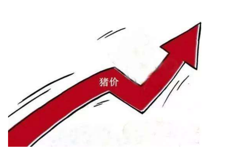 猪肉为什么越来越贵，何时可以降价？