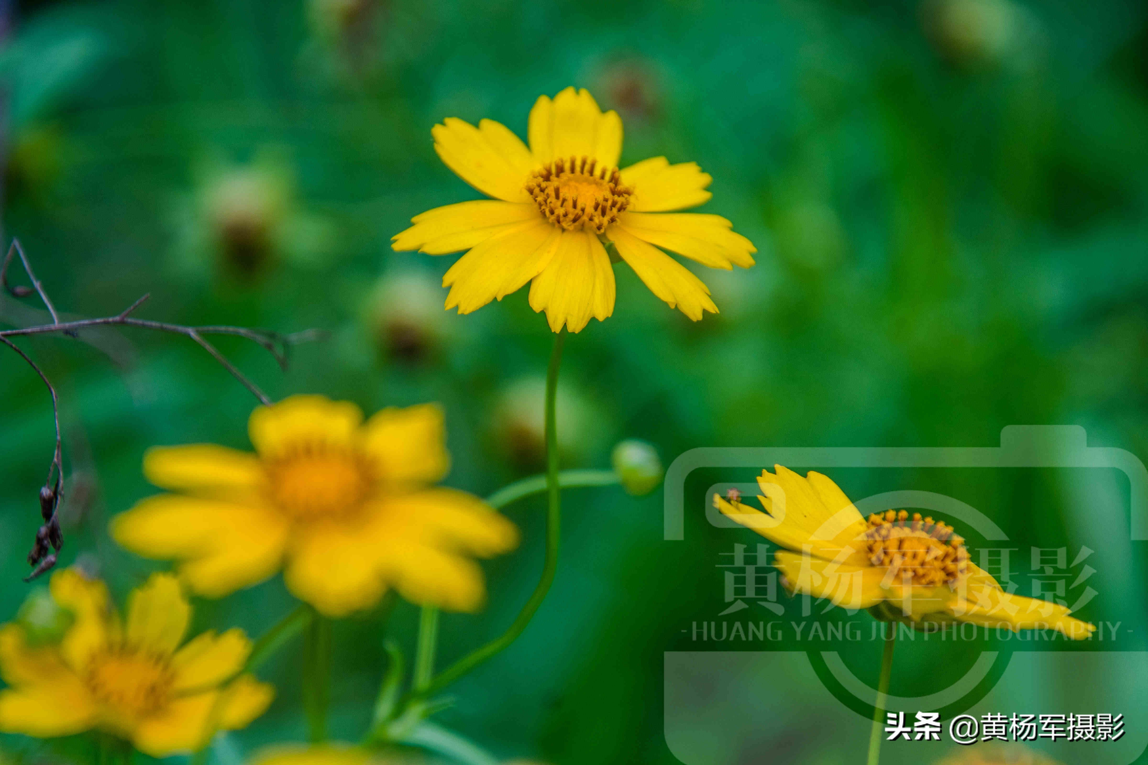 夏日盛开美如画的金鸡菊 金黄的花朵惹人爱 花繁叶茂的菊科植物 酷生活网