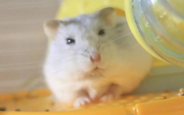 The dead body of a hamster must be treated like this to be safe - iMedia