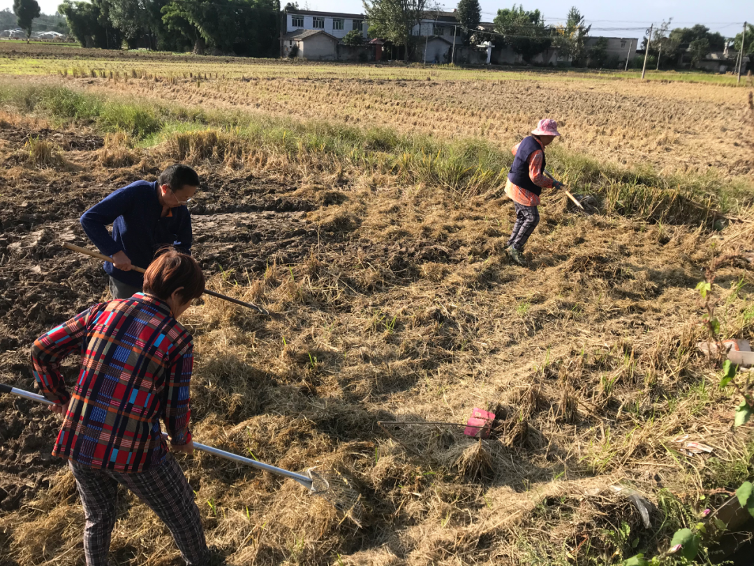 御康农业产业化联合体订单模式助力罗江打造油菜产业基地