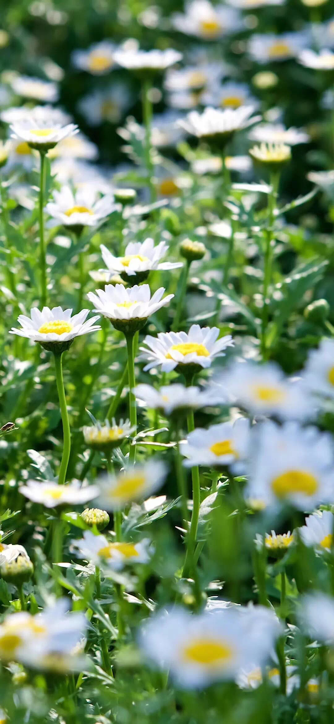 12星座花语 开花店的你知道吗 资讯咖