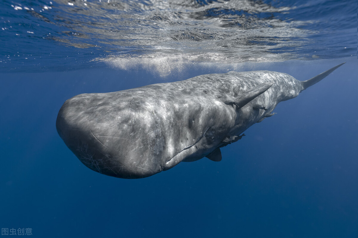 世界上最大的幾種鯨魚，第一肯定是藍鯨了，第二呢？ - 頭條匯