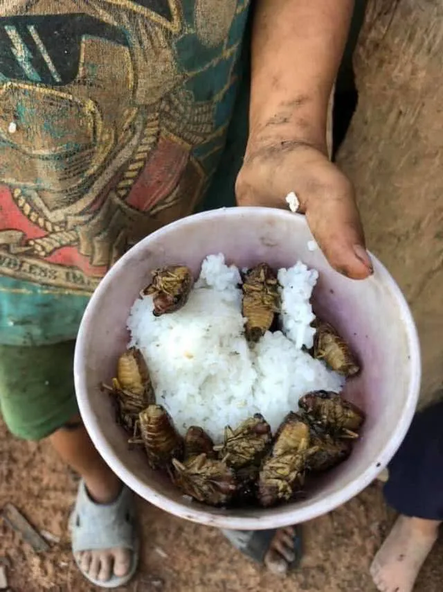 越南4个小男孩在家中吃烤蝉充饥引热议，称从未吃过蛋糕和糖果