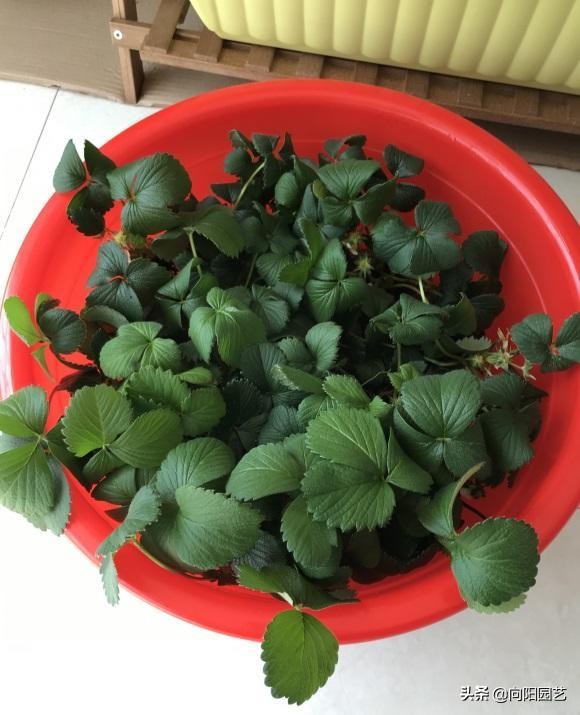 盆栽的草莓 开花要授粉 定期喷杀虫药 否则很难结出果子 向阳园艺 Mdeditor