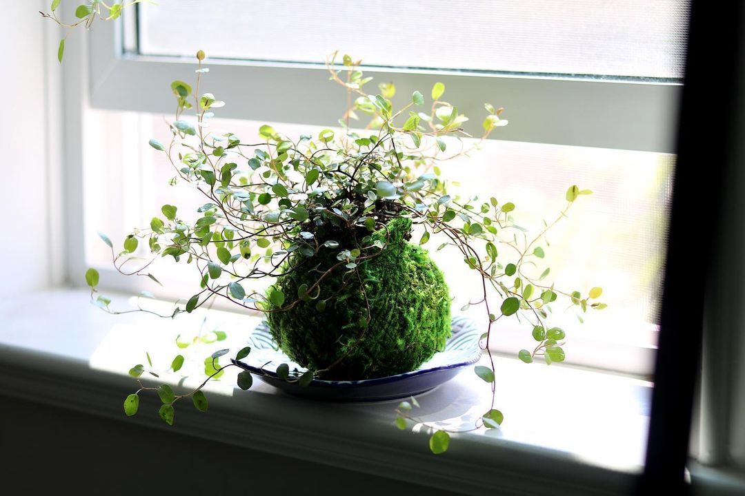 苔玉脱离容器桎梏的禅意盆景 资讯咖 苔玉脱离容器桎梏的禅意盆景 资讯咖