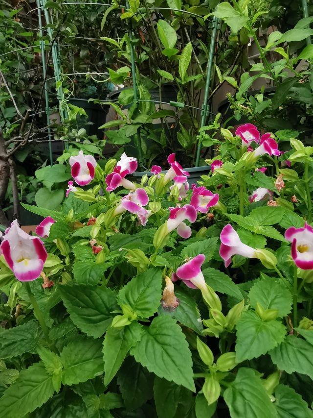 The powerful summer pansy flowers will not die in the summer, the more