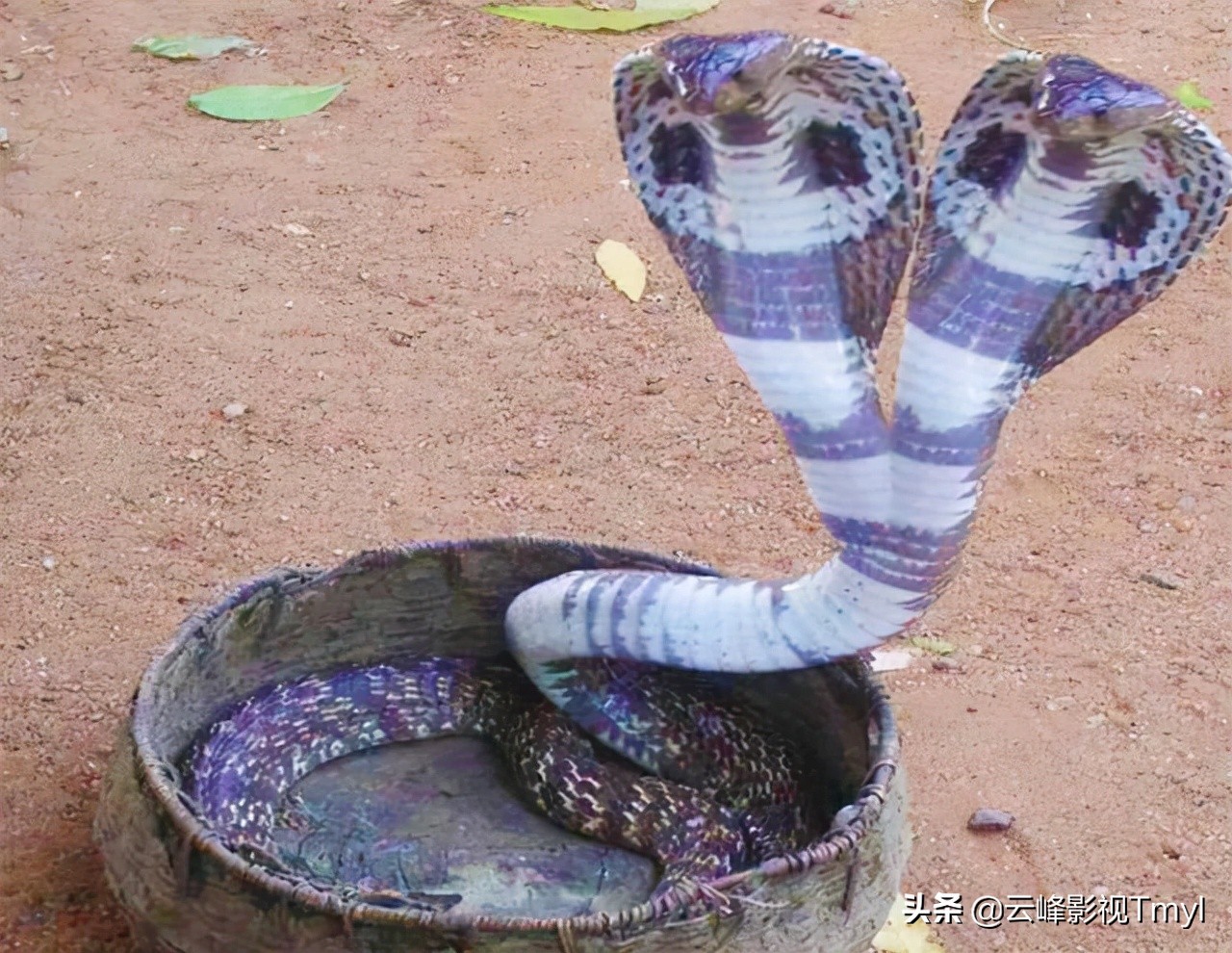 Unveiling Nature S Marvel The Astonishing Two Headed Snake Defies Biological Norms And Ignites