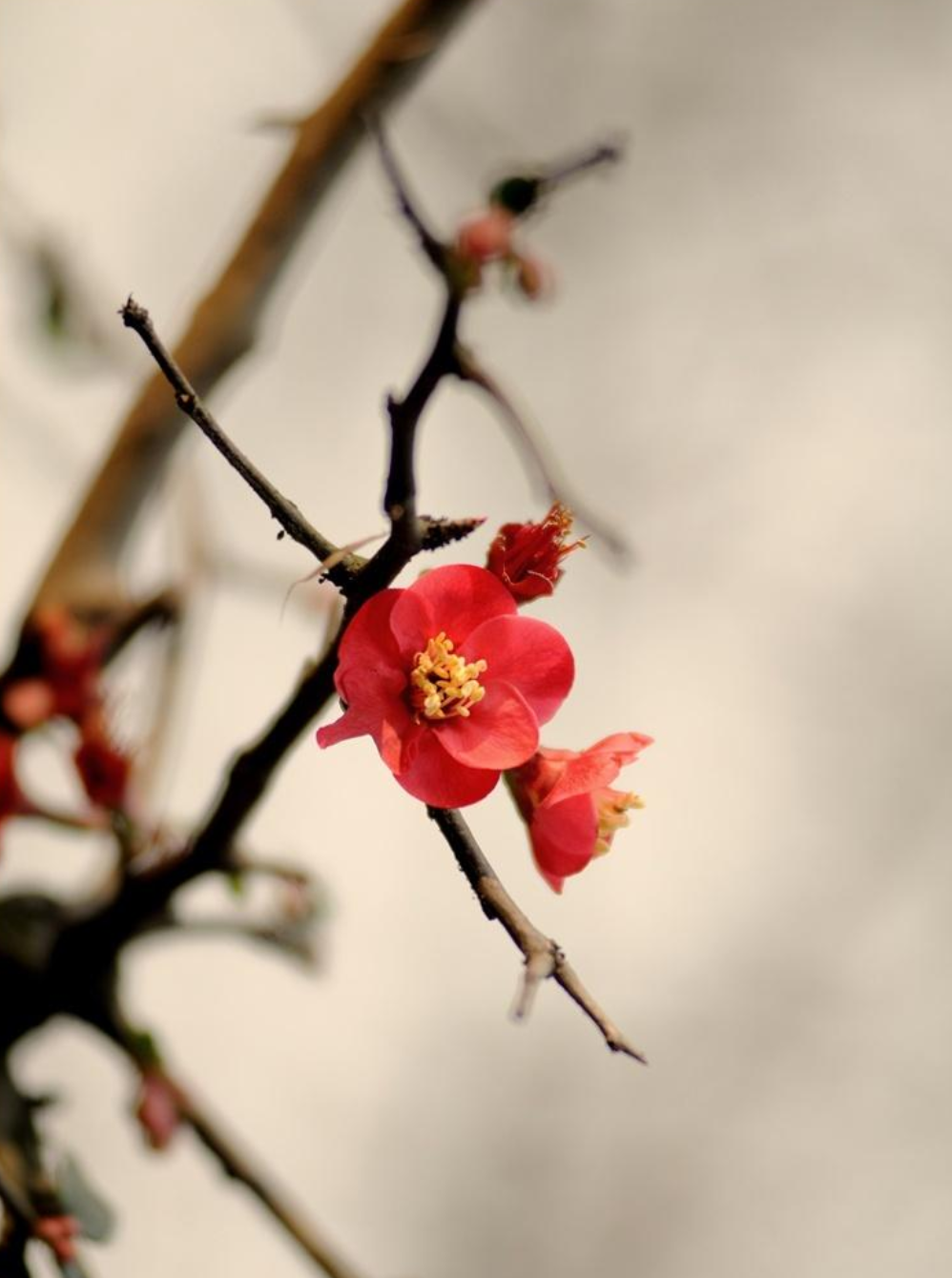 梅花香自苦寒来，十首观梅的诗词，一起欣赏美丽的梅花吧-第6张图片-诗句网