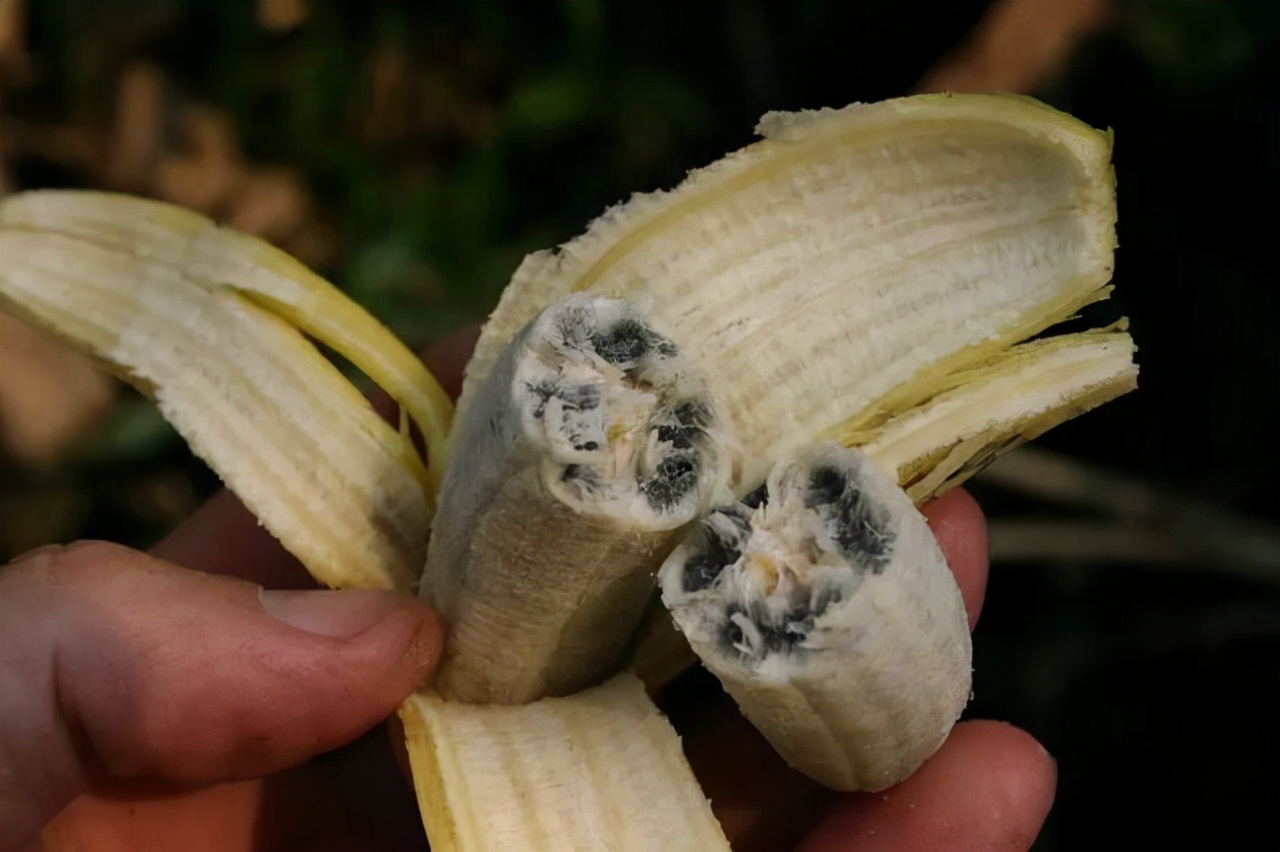 Bananas are facing extinction risk?Humans may no longer be able to eat