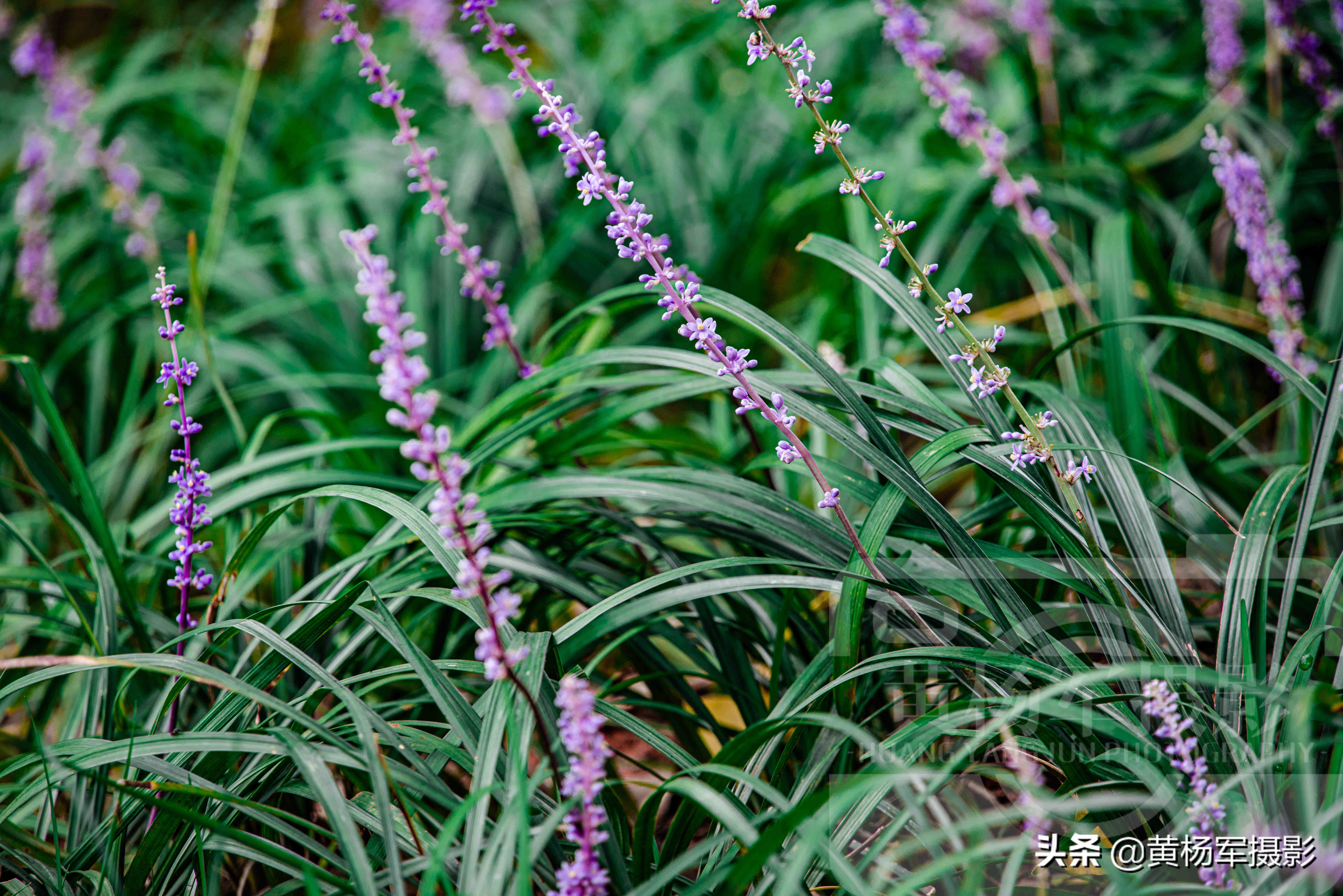 八月闊葉山麥冬花開的美 小巧別致的花朵格外好看 紫色花很淡雅 資訊咖