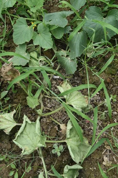 蔬菜生产常见问题及解决办法手册，看到就是赚