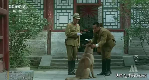 2.2分《犬王》为戏炸死功勋军犬,导演引起公愤遭网友打出超低分