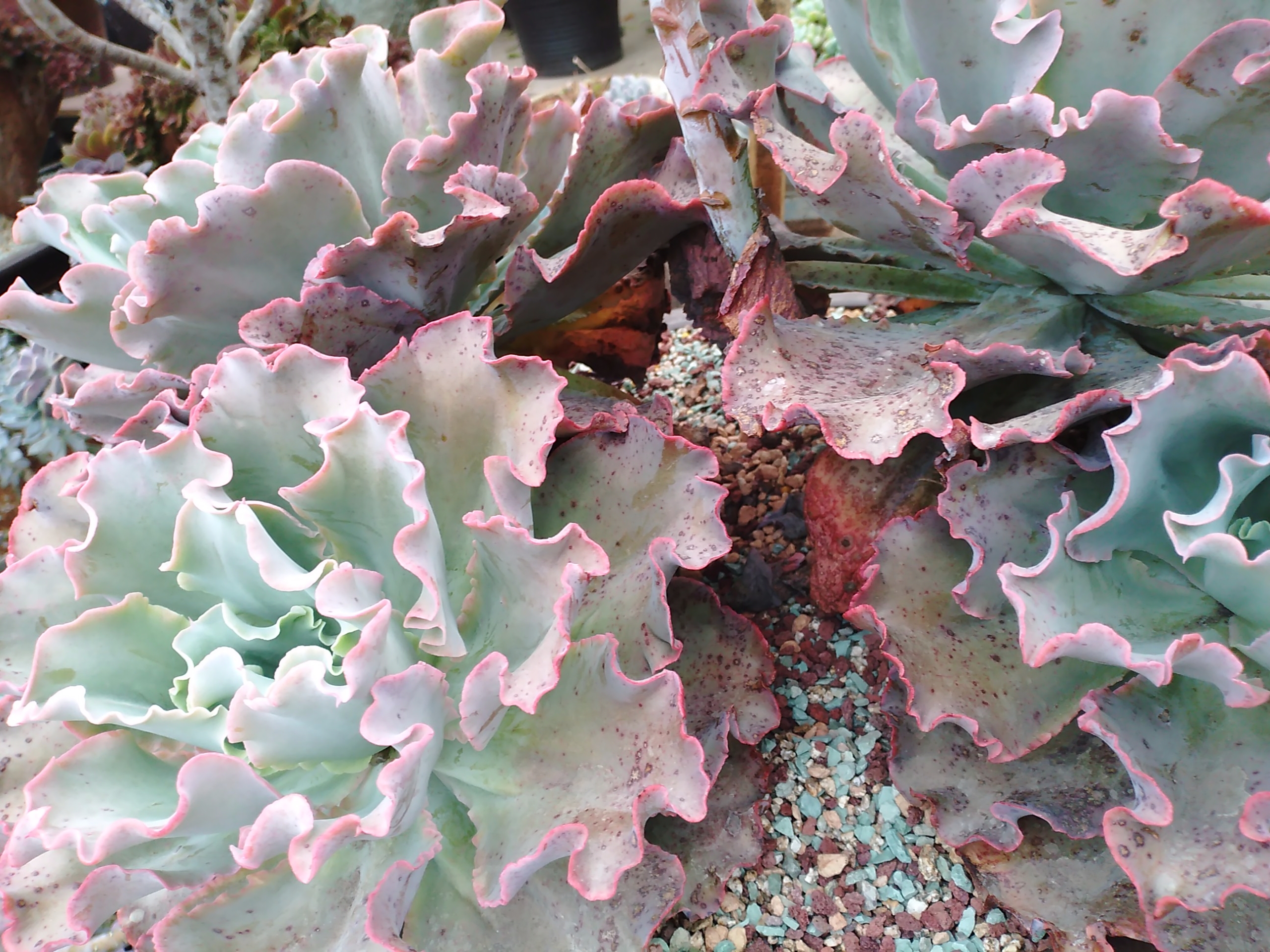 这些你都知道它们的名字吗？看看你能认出多少植物的名字吧。